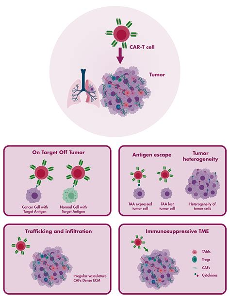 Car T Cell Therapy Platform Reaction Biology