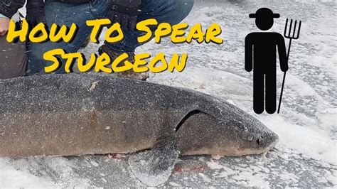 How To Spear Sturgeon Sturgeon Spearing Lake Winnebago Youtube