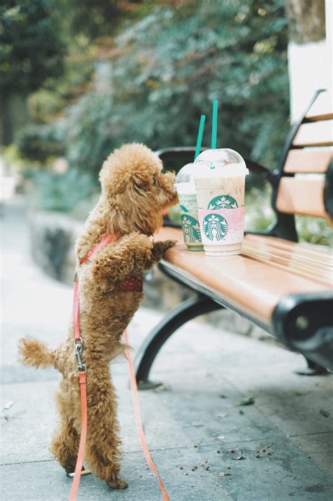 Whats In A Starbucks Puppuccino Is It Safe For Dogs Rested Paws