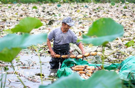 江苏海安：采收浅水藕中国农科新闻网