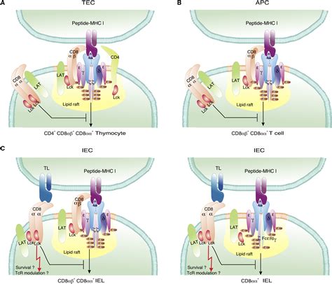 Doubting The Tcr Coreceptor Function Of Cd8αα Immunity