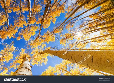 79,407 Aspen trees Images, Stock Photos & Vectors | Shutterstock