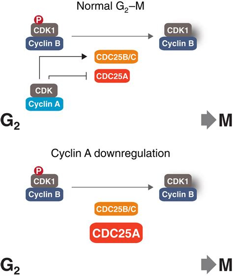 Cyclin Acdk1 Suppresses The Expression Of The Cdk1 Activator Cdc25a To