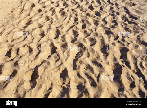 sandy beach background  sand texture top view stock photo alamy