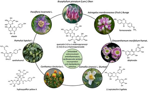 Frontiers Editorial Flavonoids From Biosynthesis And Metabolism To