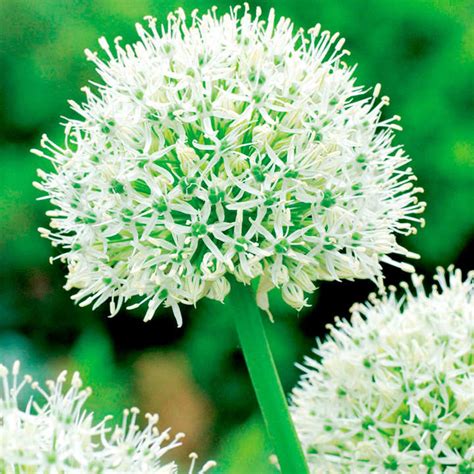 Send Allium Stipitatum Mount Everest From Dobies