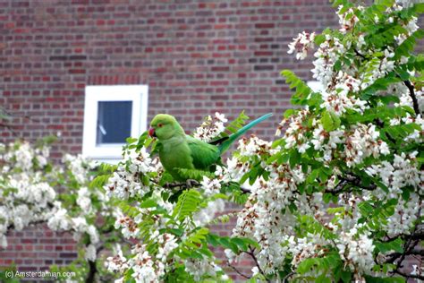 Wild Parakeets Living In Amsterdam Amsterdamian Amsterdam Blog
