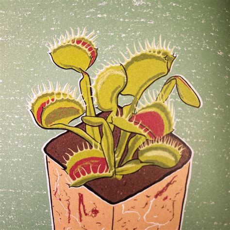 venus fly trap diagram 1