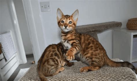 Bengal Cats For Sale Hallwood Court Mi