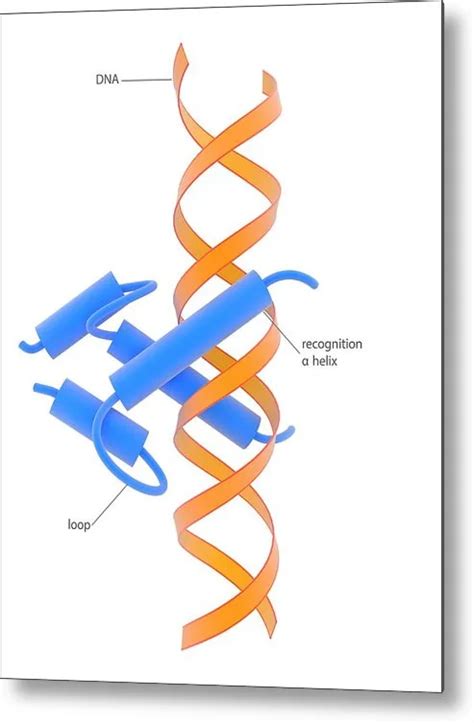 Transcription Factor Families Structures Examples And Roles In Gene