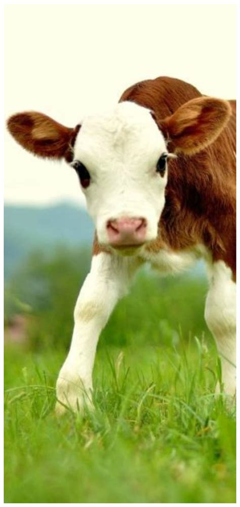 Herbivore | Cute baby cow, Cute animals, Baby cows