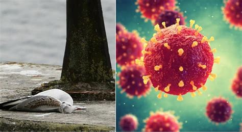 Growing Concerns Over Avian Influenza S Spread To Humans And Other Species