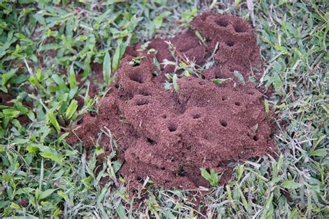 How To Get Rid Of Ants In Grass 3 Natural Methods