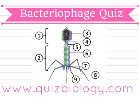 Bacteriophage Label Diagram Quiz Biology Worksheet Quiz Organelles