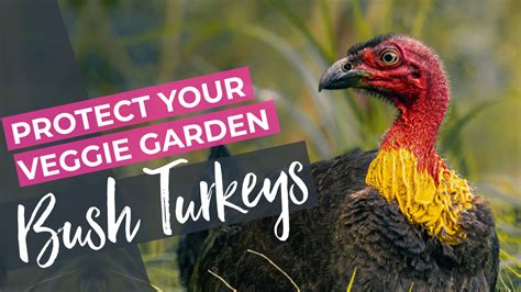 Protecting Your Vegetable Garden From Australian Bush Turkeys Love Of