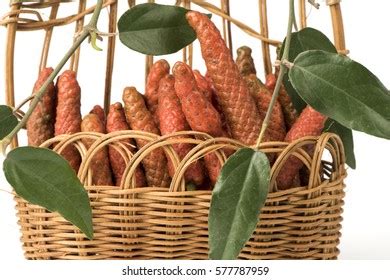 Long Pepper Indian Long Pepper Javanese Stock Photo 577787959