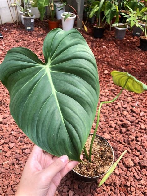 Rare Philodendron Pastazanum Mother Plant For Sale Floral And Garden Crafts Home And Hobby Pe