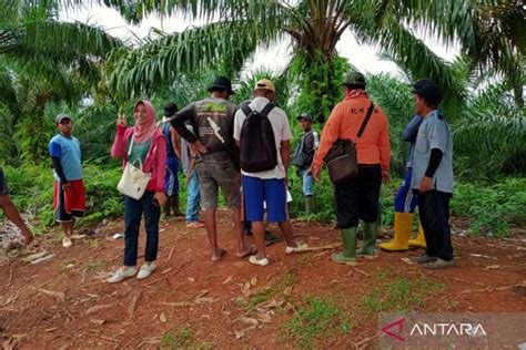 Oknum Dewan Diduga Rambah Hutan Kph Mukomuko Lakukan Pengusutan