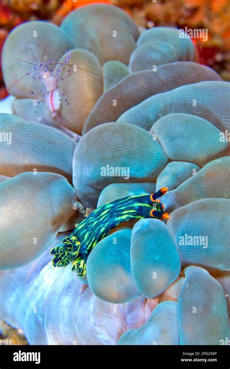 Nembrotha Cristata Sea Slug Hi Res Stock Photography And Images Alamy