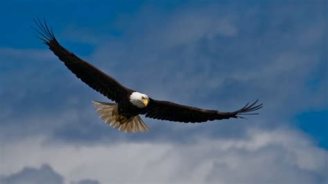 3 Pelajaran Iman Yang Bisa Dipetik Dari Seekor Burung Elang