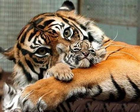 Baby Tiger Type Animals
