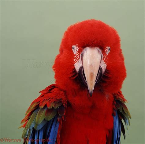 Green-winged Macaw photo WP05382