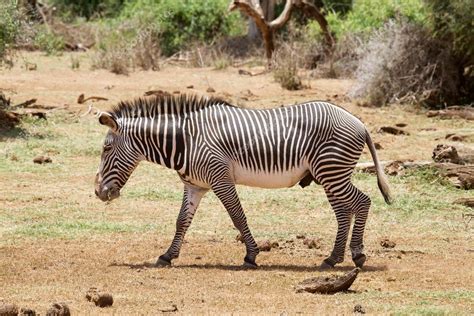 Grevy Zebra Equus Grevyi Stockfoto Ajlber