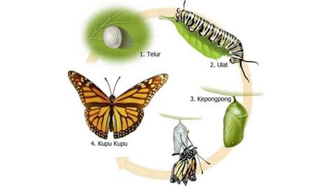 Perbedaan Metamorfosis Sempurna dan Metamorfosis Tidak Sempurna ...