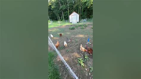 Our Chickens Give Us Eggs Its The Least I Can Do Youtube