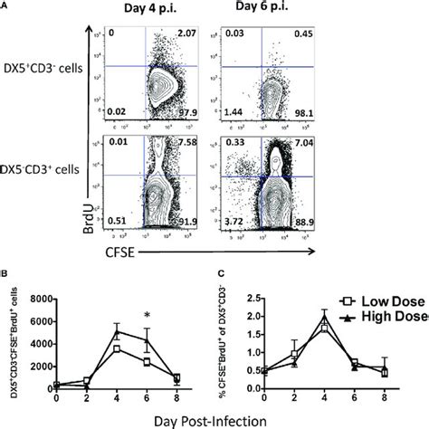 Cxcr3 Expression By Natural Killer Nk Cells Increases Nk Cell