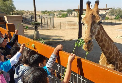 Trip to Al Ain Zoo - Little Pearls UAE