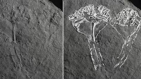 Cientistas descobrem fóssil do predador mais antigo do mundo