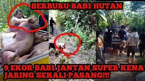 Berburu Hama Babi Hutan Dapat Satu Mobil Super Besar YouTube