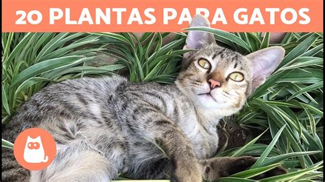 20 PLANTAS Aptas y Seguras para GATOS Descúbrelas YouTube