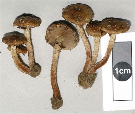 Virtual Mycota Pholiota Subflammans