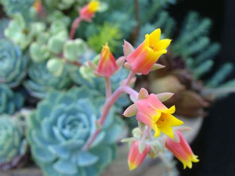 Flowering Succulents For Indoor Or Outdoor A Complete Guide