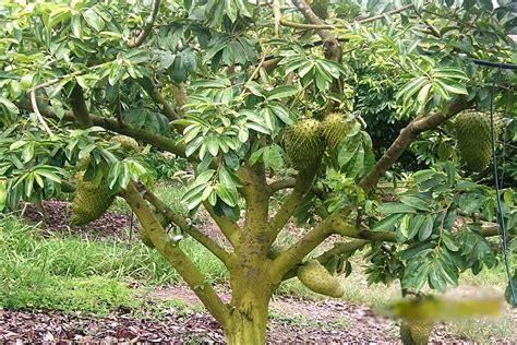 Soursop Tree – Garden World Nigeria