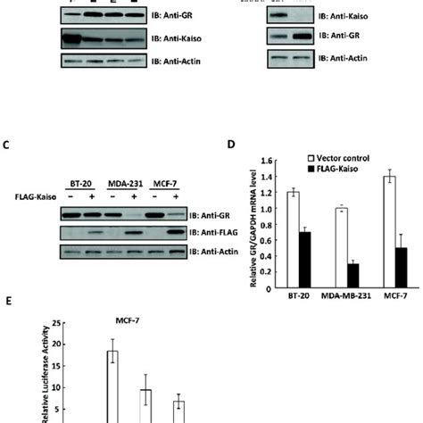 Kaiso Represses Gr Expression In Breast Cancer Cell Lines A Kaiso