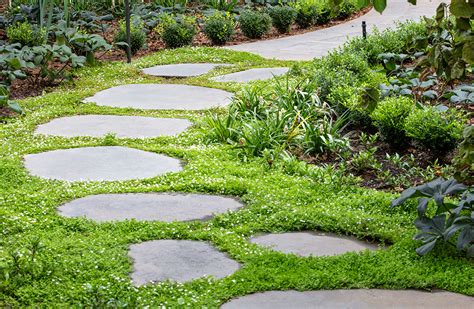 Best Small Groundcovers Gardening Australia