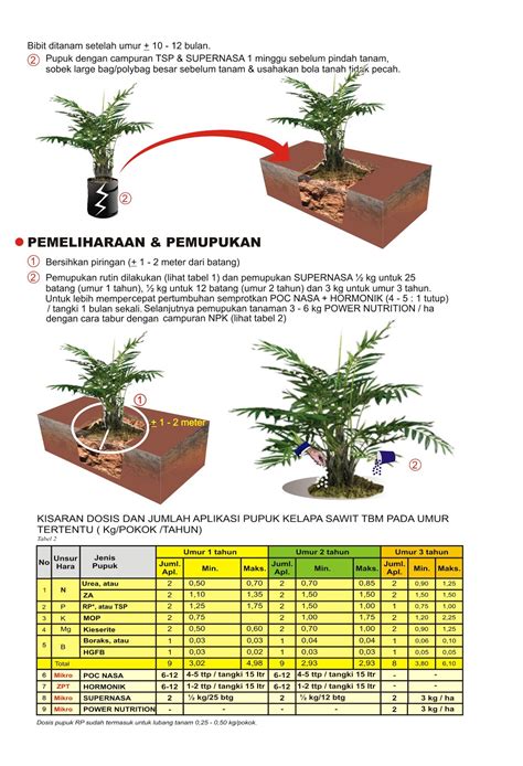 Pembibitan Yang Baik Untuk Kelapa Sawit Budidaya Sawit Unggul Nasa