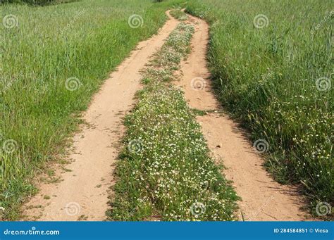 Country Dirt Road In The Meadow Stock Image Image Of Green Spring