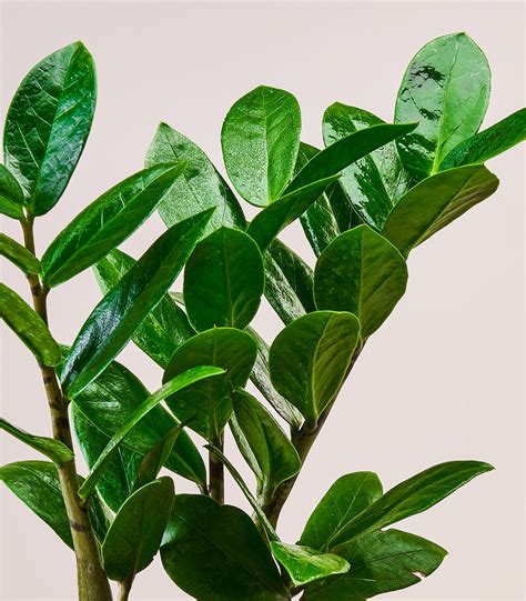 Zamioculcas Zamiifolia | Buy Indoor Plants Online | Online Nursery | Best Live Plants - Horticult