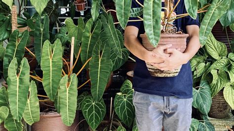 Whats The Difference Between Philodendron Atabapoense And Philodendron