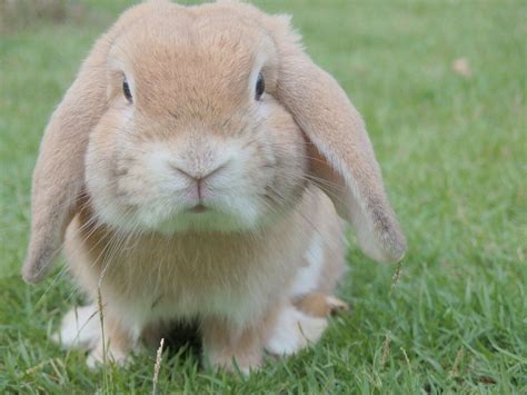 Qu Considerar Antes De Tener Un Conejo Como Mascota