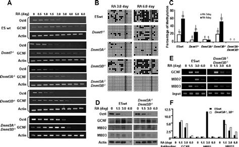 Oct4 Expression And Oct4 Promoter Methylation Status In Different Dna