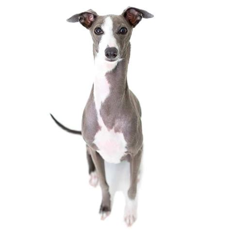 Toy Dog Breeds Miniature Dogs Breed Info And Pictures Greyhound Dog