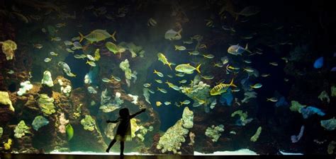 San Sebastian Aquarium Entry Ticket And City Walking Tour