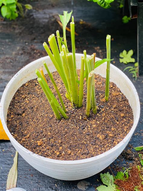 Cara Tanam Pokok Kunyit Paling Mudah Hasil Gemuk Gemuk Kool