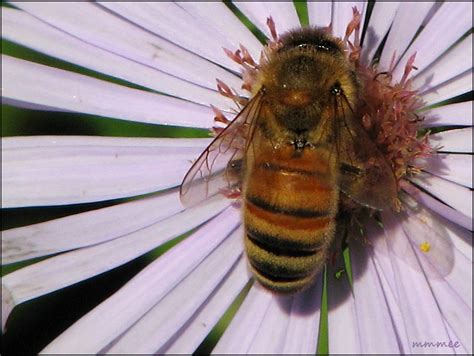 My Garden: Black Bees