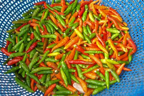 Thai Chili Everything You Need To Know About Thailands Spicy Peppers